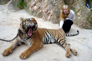 Posing with open-mouthed tiger