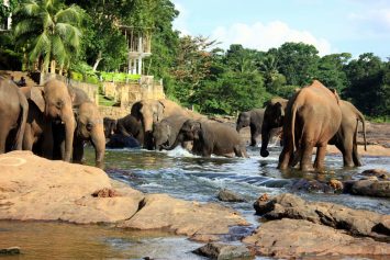 Elephants taking a bath in Pinnawala