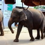 Elephants strolling down the streets in Pinawalla