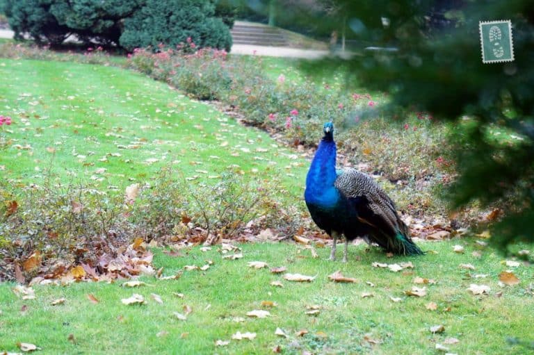 Peacocks, one of a number of animal species in the Royal Baths Park