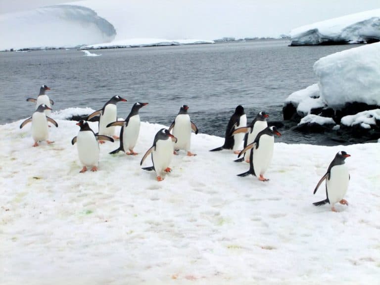 Penguins in Antarctica