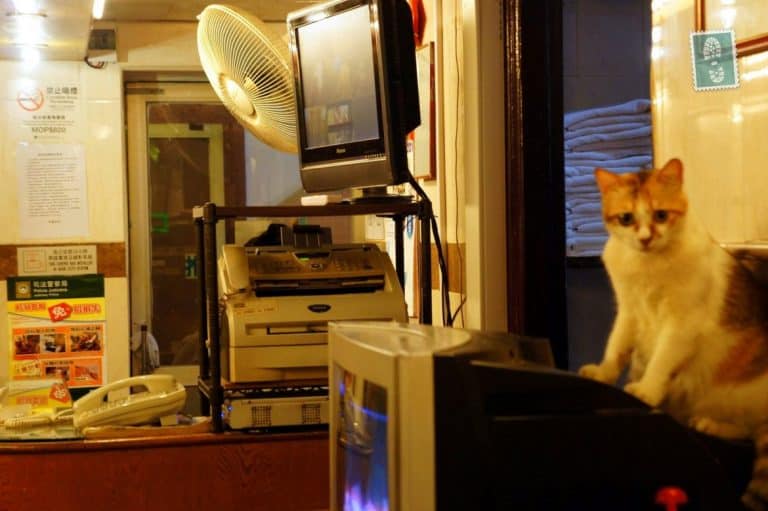 A cute cat sitting on the telly 