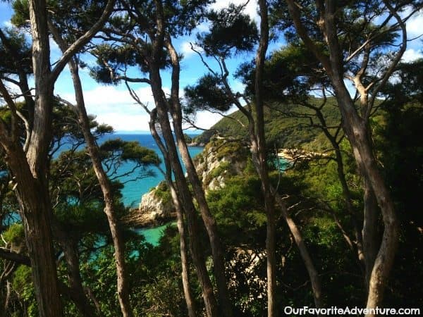 Abel Tasman trees