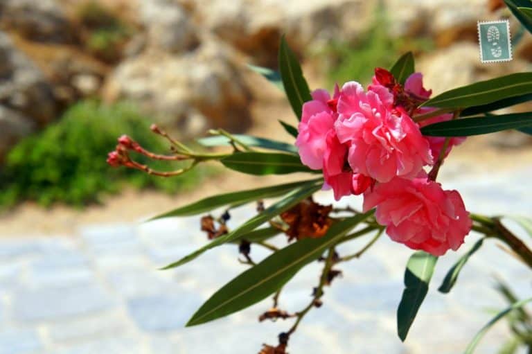 Blossoming flowers, Rethymno