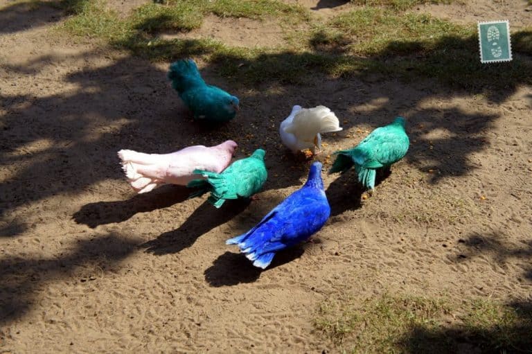 Colorful birds (they were real) in Efteling