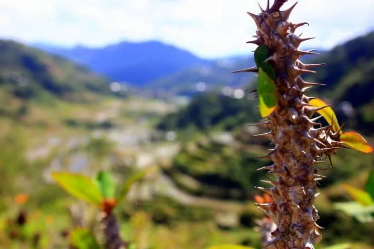 Rice Terraces in Banaue