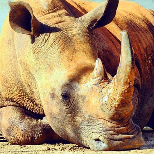 rhino in Australia
