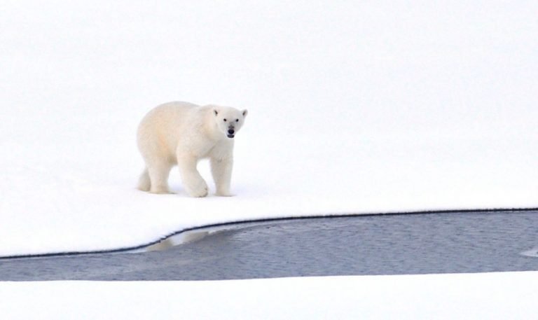 polar-bear-ice-arctic-white-cold