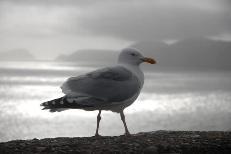 Ireland gull