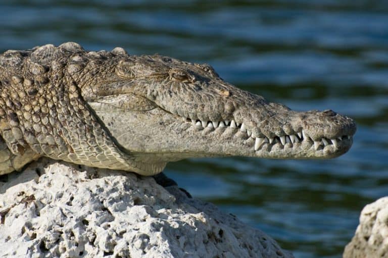 Crocodile, Florida