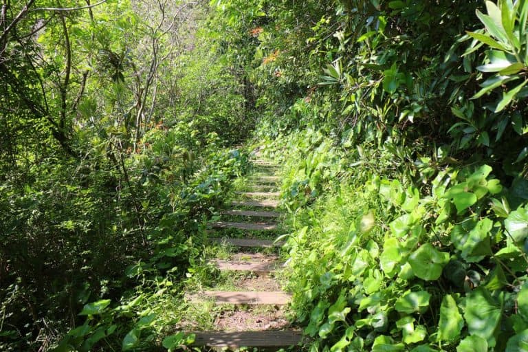 Experience the best hiking in South Korea's luxurious forest trails and climbing routes