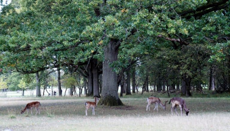 Deers in Dublin