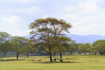 Lake Naivasha, Kenya