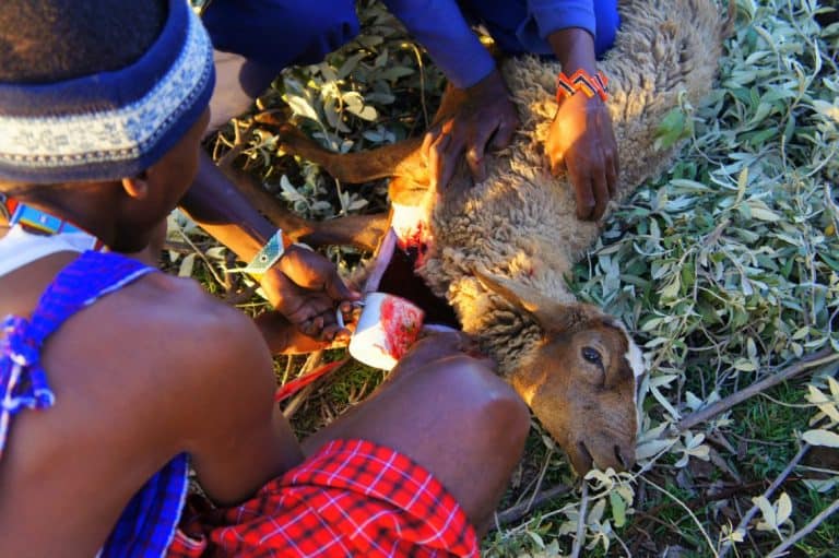 Goat slaughtering at the Maasai village