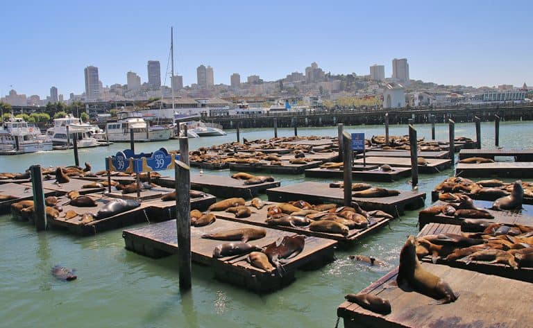 Sea Lions at Pier 39