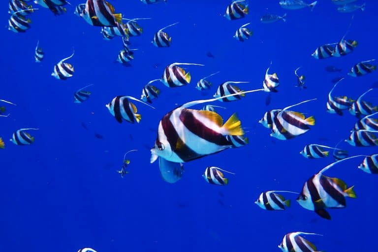 Fish Snorkelling