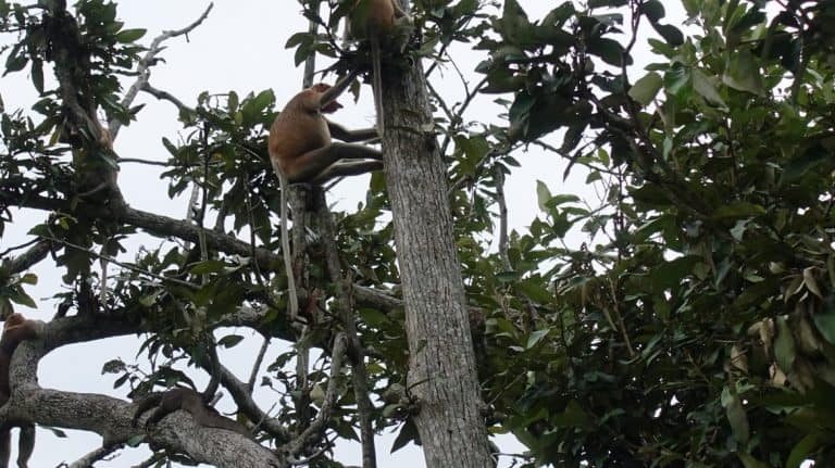 Monkeys in a tree