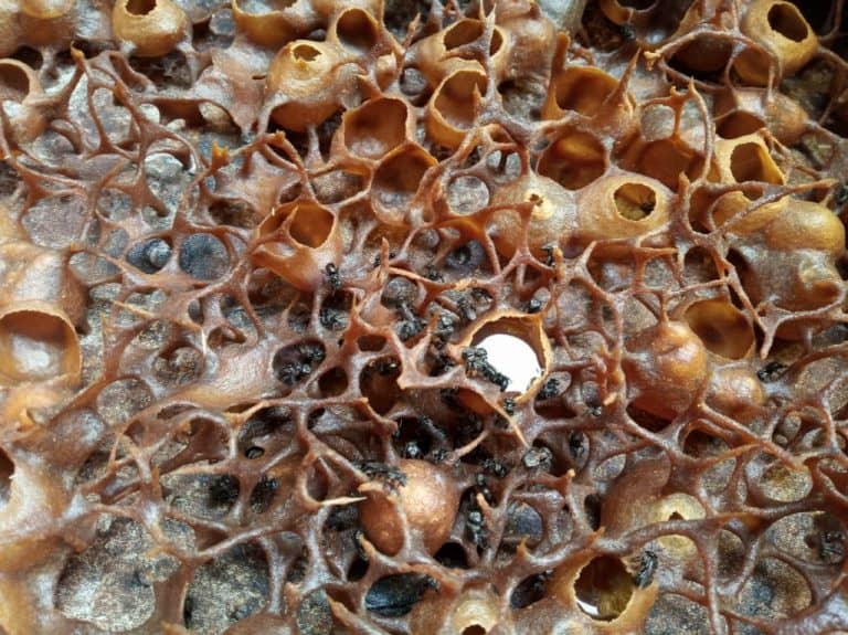 Stingless bees on honeycomb