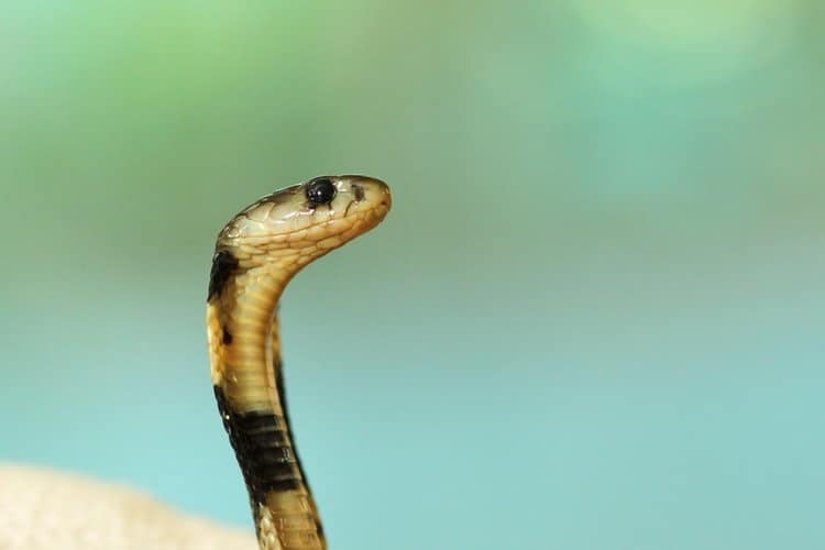 Cobra