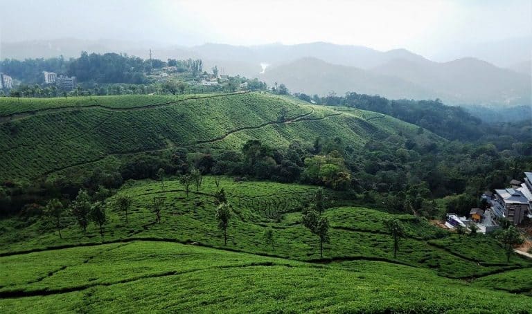 Tea plantations in Munnar