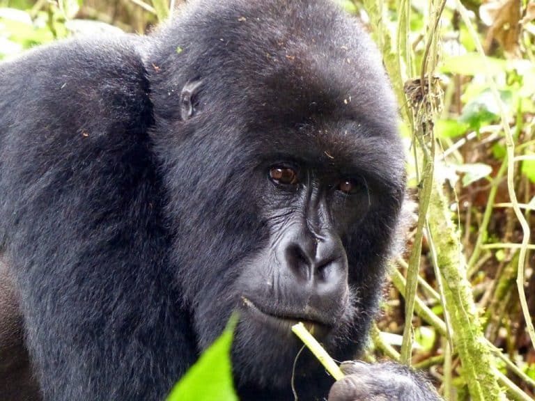 Rwanda gorilla safari Gorilla safari in Rwanda