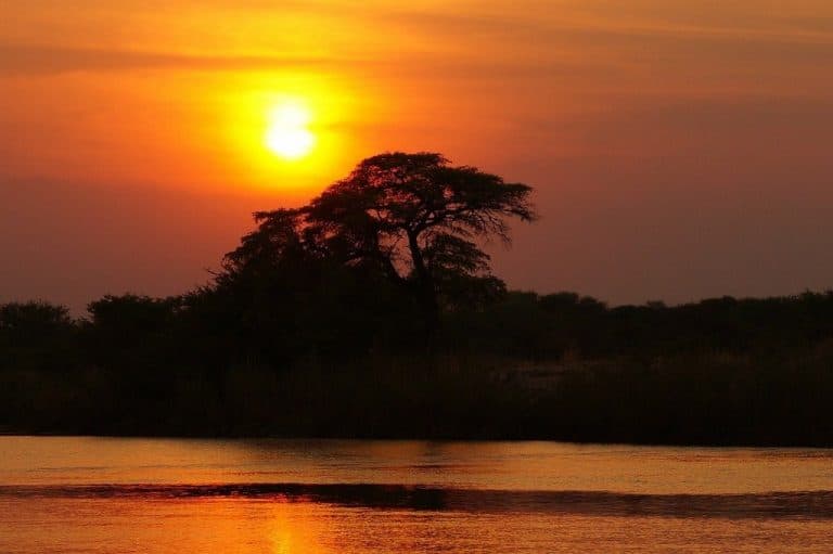 african sunset Tree in the sunset in Africa - gorilla safari