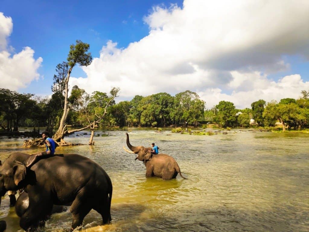 SAVE 20191122 231614 Dubare Elephant Camp