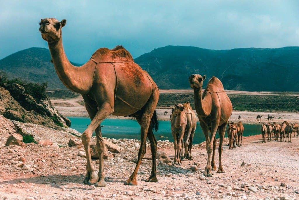 oman 4432360 1920 oman 4432360 1920 Traveling to Oman: Visa and other Entry Requirements