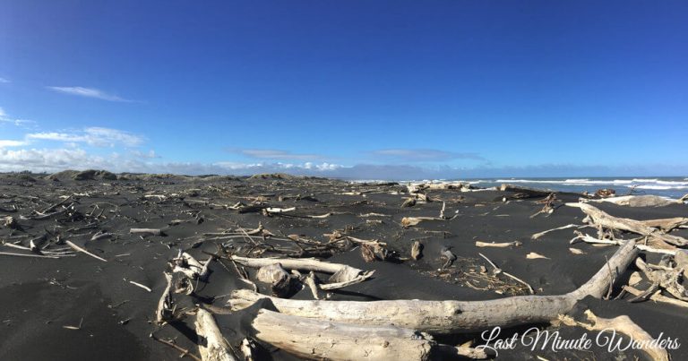 A large black sand beach which is littered with lots of driftwood.