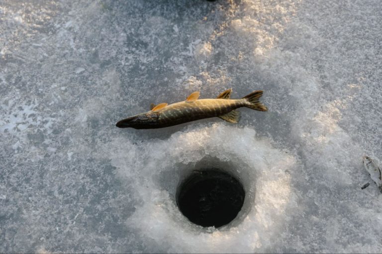 Drill the size of your hole to the size fish you aim to catch.
