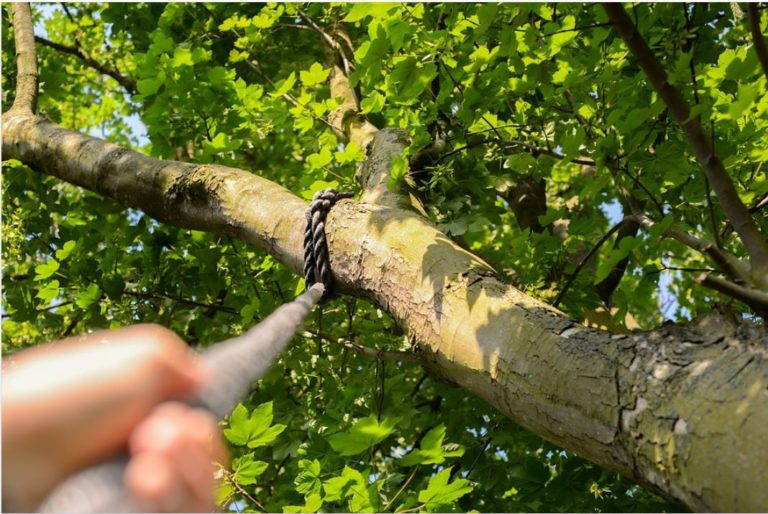 Test the durability of branches before actually climbing them