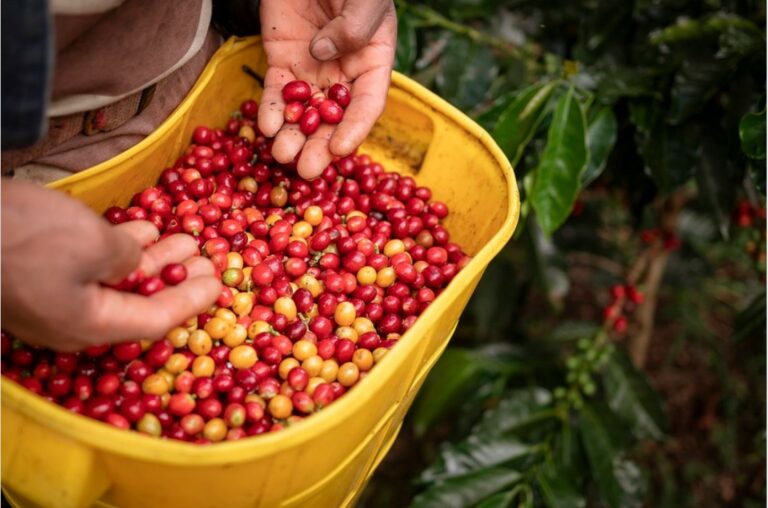 visit the coffee plantation and learn where your fresh beans come from