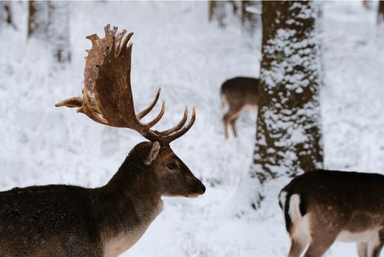Some people organize deer hunts during winter for sport or for food