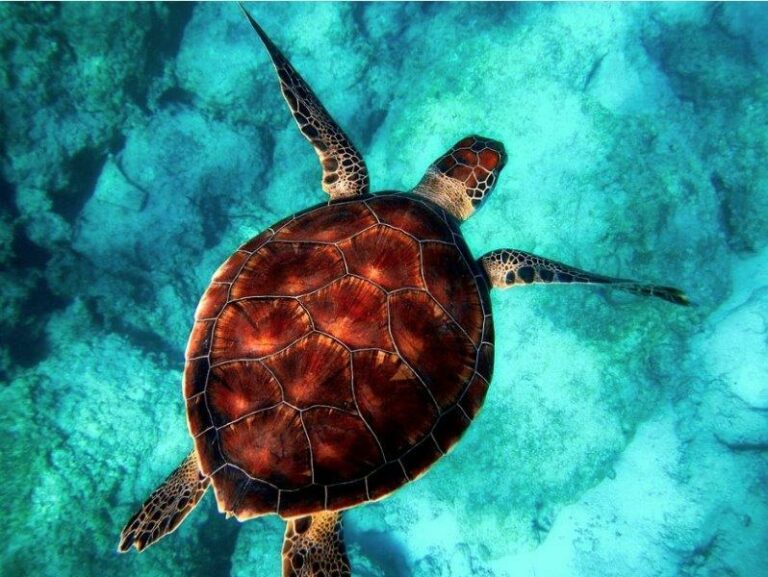 turtle in caribbeans