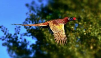 though it might be difficult at times, pheasant hunting can be fun and rewarding.
