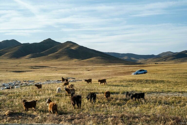 we have several people herding their livestock using Toyota Prius
